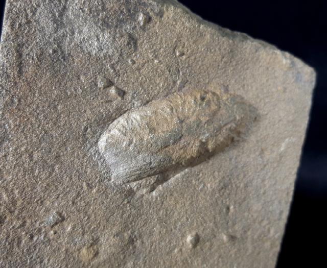 Rusophycus HALL 1852 (Ruhespur eines Trilobiten) - Bild © FossNet FossilienStore